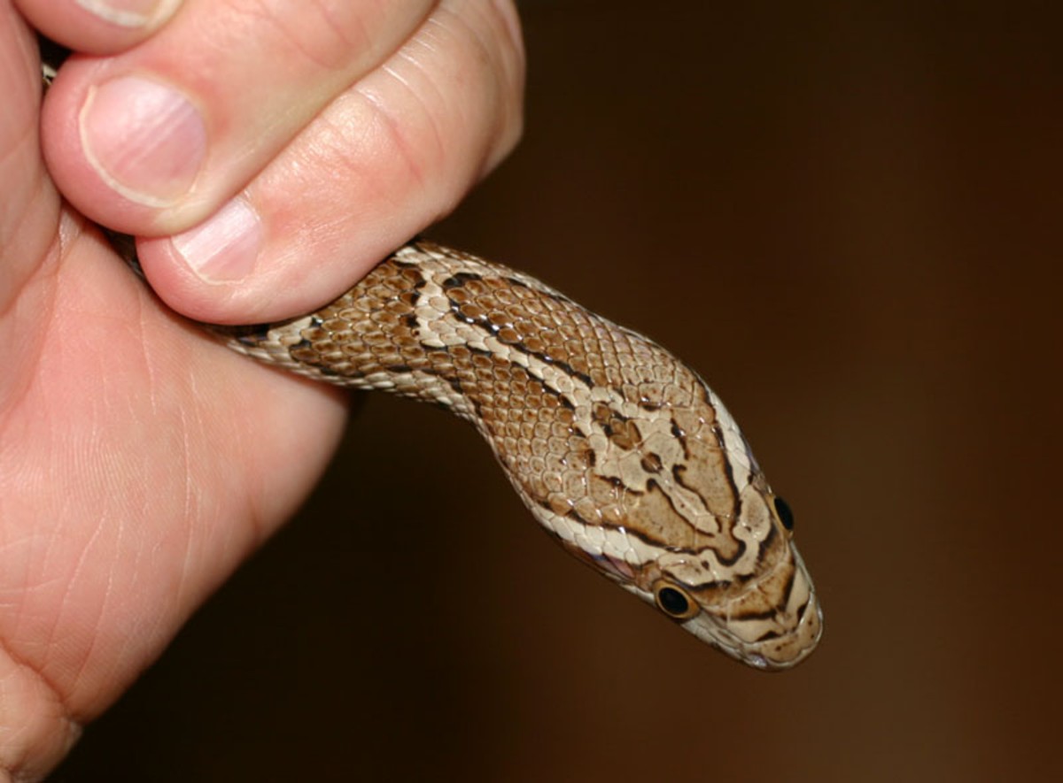 Female Meahllmorum Western Nueces